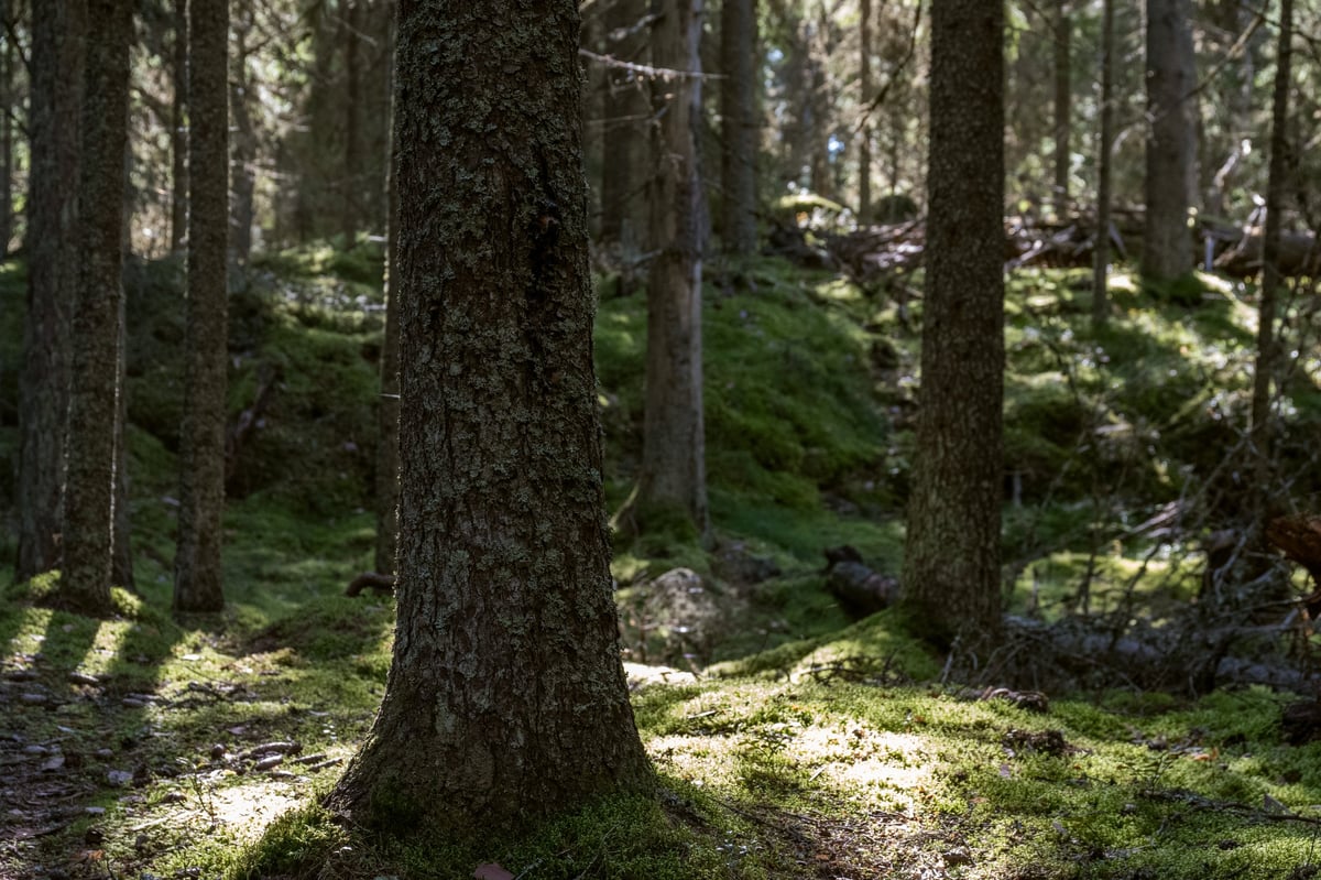 Peaceful forest landscape with morning light